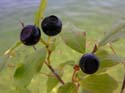 Priest Lake Area Photographs (303)