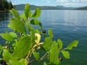 Priest Lake Area Photographs (305)