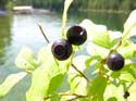 Priest Lake Area Photographs (306)