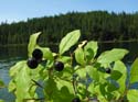 Priest Lake Area Photographs (308)