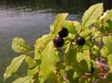 Priest Lake Area Photographs (309)