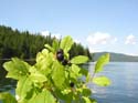Priest Lake Area Photographs (314)
