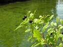 Priest Lake Area Photographs (315)