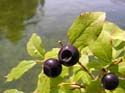 Priest Lake Area Photographs (316)
