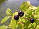 Priest Lake Area Photographs (317)