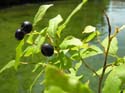 Priest Lake Area Photographs (319)