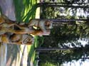 Priest Lake Area Photographs (334)