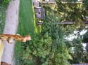 Priest Lake Area Photographs (345)