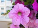 Priest Lake Area Photographs (389)