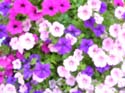Priest Lake Area Photographs (393)