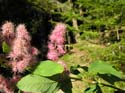 Priest Lake Area Photographs (510)