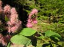 Priest Lake Area Photographs (511)