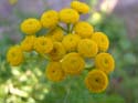 Priest Lake Area Photographs (512)