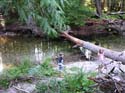 Priest Lake Area Photographs (520)