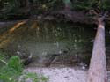 Priest Lake Area Photographs (524)