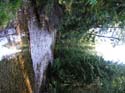 Priest Lake Area Photographs (526)