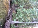 Priest Lake Area Photographs (528)