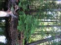 Priest Lake Area Photographs (530)