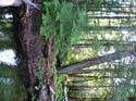 Priest Lake Area Photographs (531)