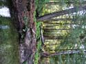 Priest Lake Area Photographs (532)