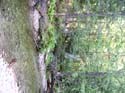 Priest Lake Area Photographs (534)