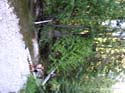 Priest Lake Area Photographs (536)