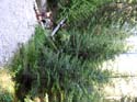 Priest Lake Area Photographs (537)
