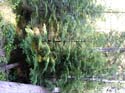Priest Lake Area Photographs (538)