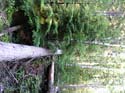 Priest Lake Area Photographs (539)