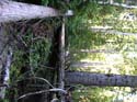 Priest Lake Area Photographs (540)