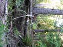 Priest Lake Area Photographs (541)