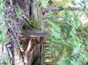 Priest Lake Area Photographs (542)