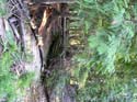 Priest Lake Area Photographs (543)