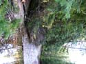 Priest Lake Area Photographs (544)