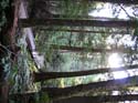 Priest Lake Area Photographs (551)