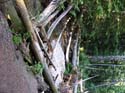 Priest Lake Area Photographs (554)