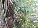 Priest Lake Area Photographs (560)