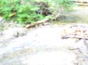 Priest Lake Area Photographs (562)