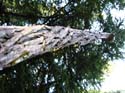 Priest Lake Area Photographs (563)