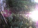 Priest Lake Area Photographs (564)