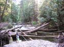 Priest Lake Area Photographs (567)