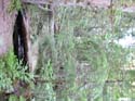 Priest Lake Area Photographs (577)