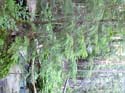 Priest Lake Area Photographs (578)