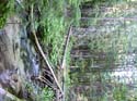 Priest Lake Area Photographs (579)