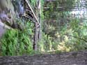 Priest Lake Area Photographs (580)