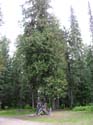 Priest Lake Area Photographs (602)