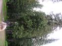Priest Lake Area Photographs (603)