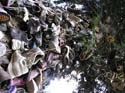 Priest Lake Area Photographs (608)