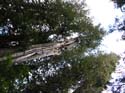Priest Lake Area Photographs (615)