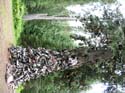 Priest Lake Area Photographs (616)